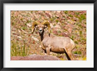 Framed Peninsular Bighorn Sheep