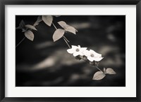 Framed Mountain Dogwood Above The Merced River (BW)