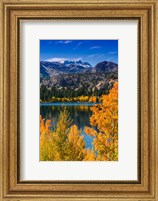 Framed Golden Fall Aspens At June Lake