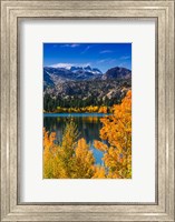 Framed Golden Fall Aspens At June Lake