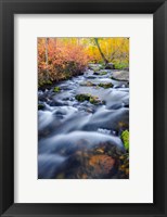Framed Autumn Colors Along Lundy Creek