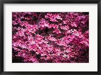 Framed Pink Dogwood, California
