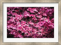 Framed Pink Dogwood, California