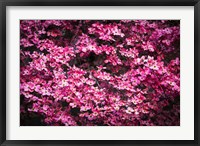 Framed Pink Dogwood, California