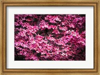 Framed Pink Dogwood, California