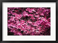 Framed Pink Dogwood, California