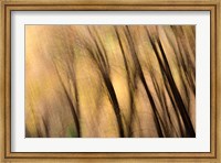 Framed Forest Abstract, California