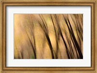 Framed Forest Abstract, California