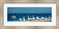 Framed Panoramic Pelicans On The Shore Of The Salton Sea