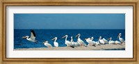Framed Panoramic Pelicans On The Shore Of The Salton Sea