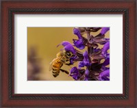 Framed Honey Bee On Salvia Blossoms