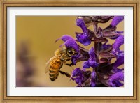 Framed Honey Bee On Salvia Blossoms