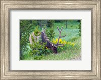 Framed Bull Elk Grazing In Rocky Mountain National Park