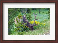 Framed Bull Elk Grazing In Rocky Mountain National Park