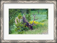 Framed Bull Elk Grazing In Rocky Mountain National Park