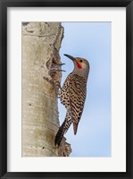 Framed Red-Shafted Flicker Outside Of Its Tree Hole Nest