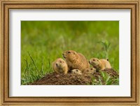 Framed Prairie Dog Family On A Den Mound