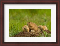 Framed Prairie Dog Family On A Den Mound