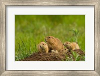 Framed Prairie Dog Family On A Den Mound