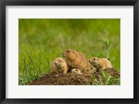Framed Prairie Dog Family On A Den Mound