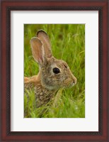 Framed Side Portrait Of A Cottontail Rabbit