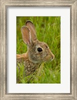 Framed Side Portrait Of A Cottontail Rabbit