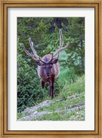 Framed Bull Elk In The Rocky Mountain National Park Forest