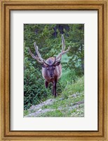 Framed Bull Elk In The Rocky Mountain National Park Forest