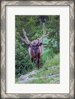 Framed Bull Elk In The Rocky Mountain National Park Forest