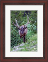 Framed Bull Elk In The Rocky Mountain National Park Forest
