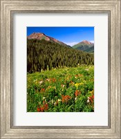 Framed Wildflowers In Meadow Of The Maroon Bells-Snowmass Wilderness