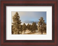Framed Frost On Ponderosa Pine Trees Of The Pike National Forest