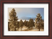 Framed Frost On Ponderosa Pine Trees Of The Pike National Forest