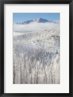 Framed Hoarfrost Coats The Trees Of Pike National Forest