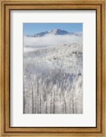 Framed Hoarfrost Coats The Trees Of Pike National Forest