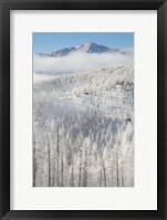Framed Hoarfrost Coats The Trees Of Pike National Forest