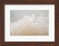 Framed Dried Winter Grasses Covered In Hoarfrost