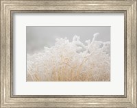 Framed Dried Winter Grasses Covered In Hoarfrost