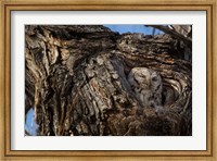 Framed Eastern Screech Owl In Its Nest Opening