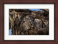 Framed Eastern Screech Owl In Its Nest Opening