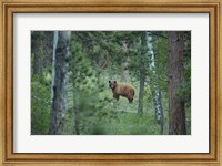 Framed Cinnamon Phase Black Bear In A Forest