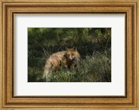 Framed Red Fox In A Meadow