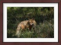 Framed Red Fox In A Meadow