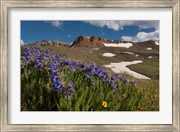 Framed Wildflowers On Cinnamon Pass