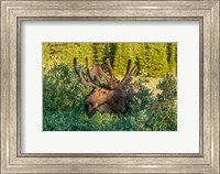 Framed Bull Moose With Velvet Antlers
