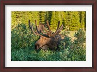 Framed Bull Moose With Velvet Antlers
