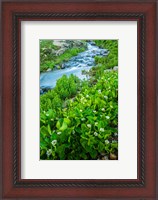 Framed Stream Cascade With Spring Marigolds, Colorado