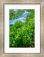 Framed Stream Cascade With Spring Marigolds, Colorado