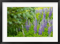 Framed Close-Up Of Lupine And Pine Tree Limbs