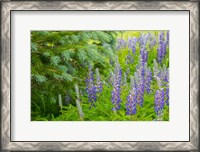 Framed Close-Up Of Lupine And Pine Tree Limbs